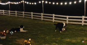 Hermix_teambuilding_dogs